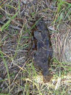 津居山港　ぶっこみ釣りでセイゴ狙いもヒラメ…