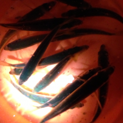 串本港　夕方の時合いにサビキで豆アジ50匹