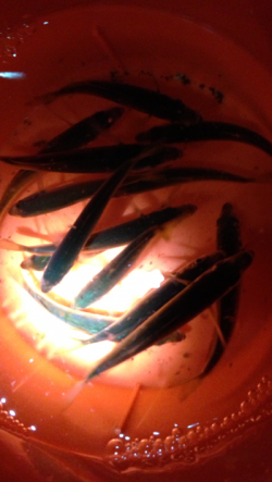 串本港　夕方の時合いにサビキで豆アジ50匹