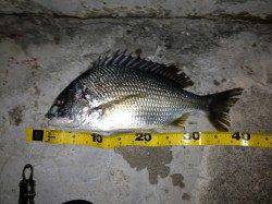 舞洲　仕事終わりの1時間チニングでキビレ＆ソイ