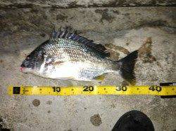 舞洲　初チニングでキビレ〜35cm2匹＆ガシラ15匹