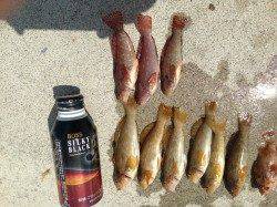 東二見人工島へ〜胴突きでアイナメとメバル大漁〜