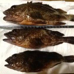 アジュール舞子 底をズル引きでガシラ4匹