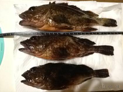 アジュール舞子 底をズル引きでガシラ4匹