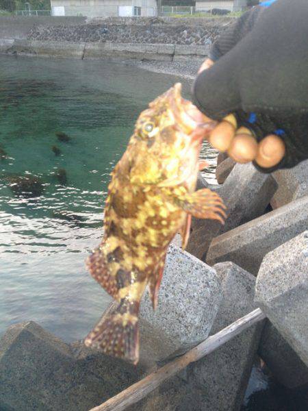 紀伊大島 メバリングでガシラ〜25cm2匹…