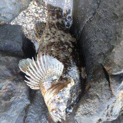 紀伊大島 メバリングでガシラ〜25cm2匹＆チャリコ☆