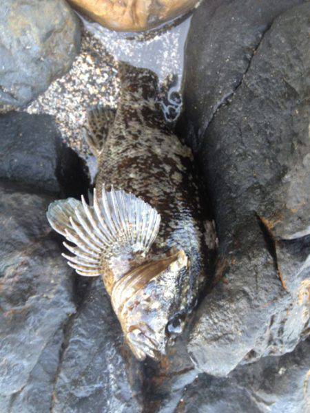 紀伊大島 メバリングでガシラ〜25cm2匹＆チャリコ☆