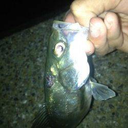 汐見埠頭　表層デッドスローでシーバス6本ヒット