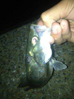 汐見埠頭　表層デッドスローでシーバス6本ヒット