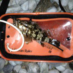 樽井 メバリングでメバル〜22cm7匹&タケノコメバル