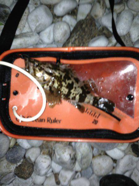 樽井 メバリングでメバル〜22cm7匹&タケノコメバル