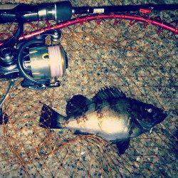 人工島橋脚下でメバリング、本日最大は25cm！！