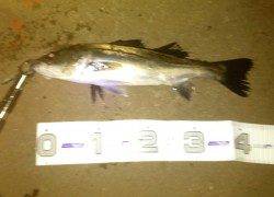貝塚　バチ抜けシーバス40upを表層デッドスローで☆