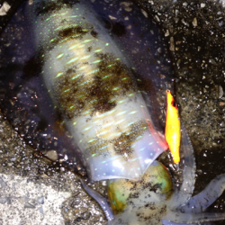 宇久井港　見えイカ狙いでアオリイカ2ハイ☆