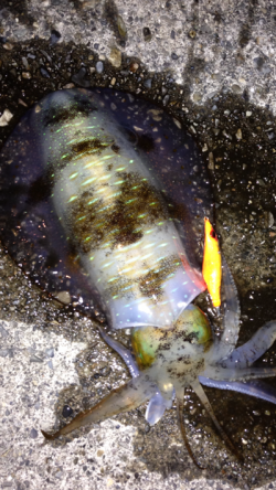 宇久井港　見えイカ狙いでアオリイカ2ハイ☆