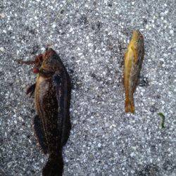 明石港投げ釣り釣行〜アイナメ×5匹〜