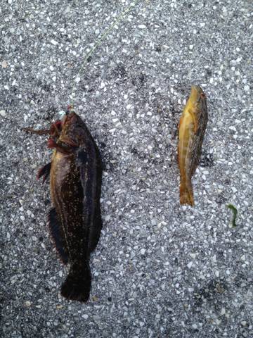 明石港投げ釣り釣行〜アイナメ×5匹〜