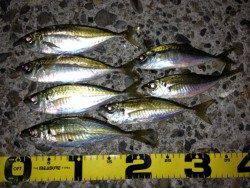 貝塚　アジングでアジ7匹・メバル2匹　ヒットカラーはクリアラメ