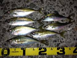 貝塚　アジングでアジ7匹・メバル2匹　ヒッ…