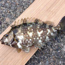 印南港 フカセでメバル〜27cm3匹・アイゴ5匹・ガシラの釣果！