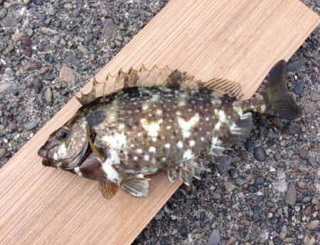 印南港 フカセでメバル〜27cm3匹・アイ…