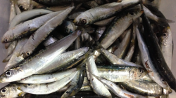 印南港でサビキ釣り、マイワシが大漁です♪