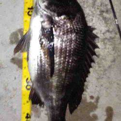 舞洲　メバリングタックルでチヌ49cm　ガシラ〜23cmも15匹