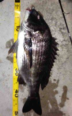 舞洲　メバリングタックルでチヌ49cm　ガシラ〜23cmも15匹