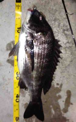 舞洲　メバリングタックルでチヌ49cm　ガ…