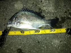 舞洲　釣りガールもチニングでキビレ36cm…