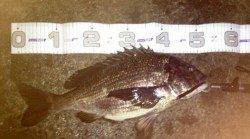 汐見埠頭、シーバス・53cmの年無しチヌ！！！