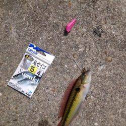 明石港、穴釣り＆投げ釣りでの釣果