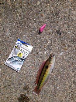 明石港、穴釣り＆投げ釣りでの釣果