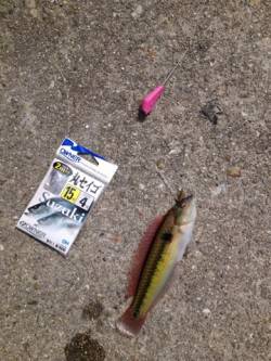 明石港、穴釣り＆投げ釣りでの釣果