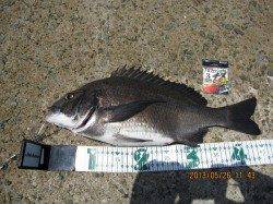 須磨　釣具店のフカセ釣り大会でチヌ44.5cm！　6位入賞☆