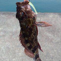 ライトタックルで五目釣り♪阿尾漁港