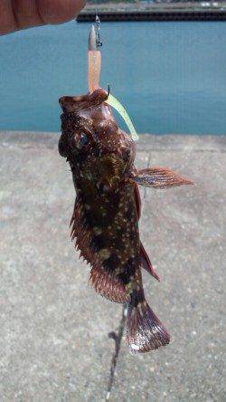 ライトタックルで五目釣り♪阿尾漁港