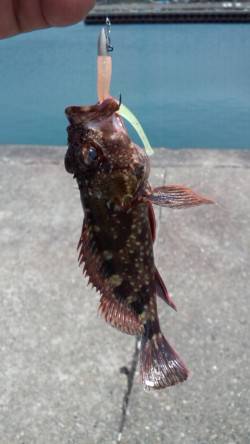 ライトタックルで五目釣り♪阿尾漁港