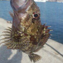 ライトタックルで五目釣り♪阿尾漁港