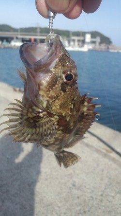 ライトタックルで五目釣り♪阿尾漁港