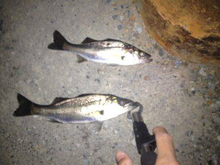 助松埠頭 ルアーでシーバス狙い　表層でのアタリが多い