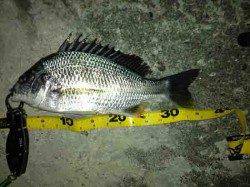 舞洲　テクトロでキビレ35cm＆ガシラ　ガシラは高活性！