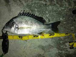 舞洲　テクトロでキビレ35cm＆ガシラ　ガ…