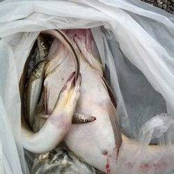 煙樹ヶ浜で泊り釣り、大型マゴチゲット他