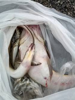 煙樹ヶ浜で泊り釣り、大型マゴチゲット他