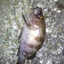 東二見人口島　メバリングでメバル18cm2匹　プラグオンリーでの釣果