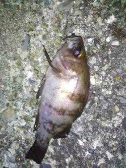 東二見人口島　メバリングでメバル18cm2匹　プラグオンリーでの釣果