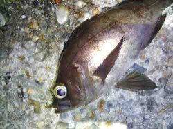 東二見人口島　メバリングでメバル18cm2匹　プラグオンリーでの釣果