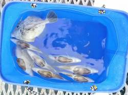 とっとパーク小島、親子で楽しい釣行になりま…