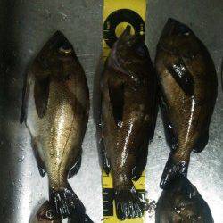 田尻漁港メバリング、色々なパターンを試してGET！